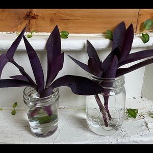 3 Cuttings of Purple Hearts Tradescantia
